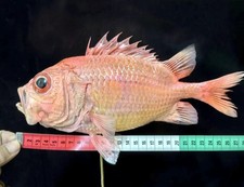 Museum Quality Dispinus ruber