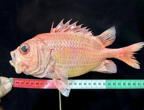 Museum quality dispinus ruber - dispinus,