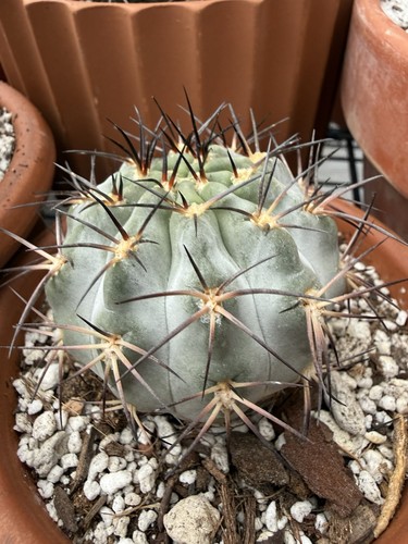 Acathocalycium glaucum