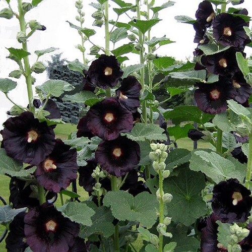 Hollyhock nigra the - hollyhock, 'the