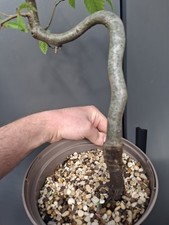 Part trained hornbeam - hornbeam, bonsai