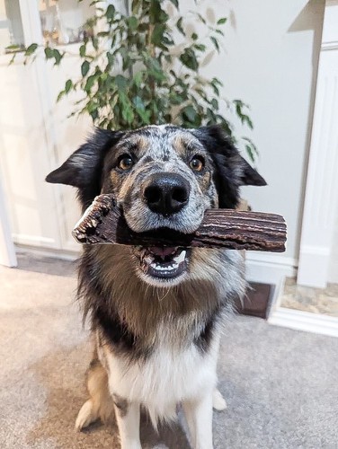 Natural deer antler - dog, chews