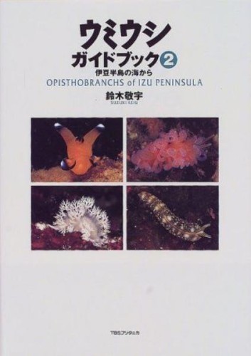 Izu peninsula sea slug - izu,