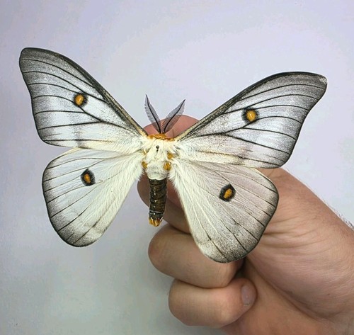Ceranchia apollina a2 male - apollina, a-/a2