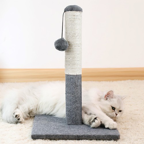 55cm tall large cat - tall, scratching