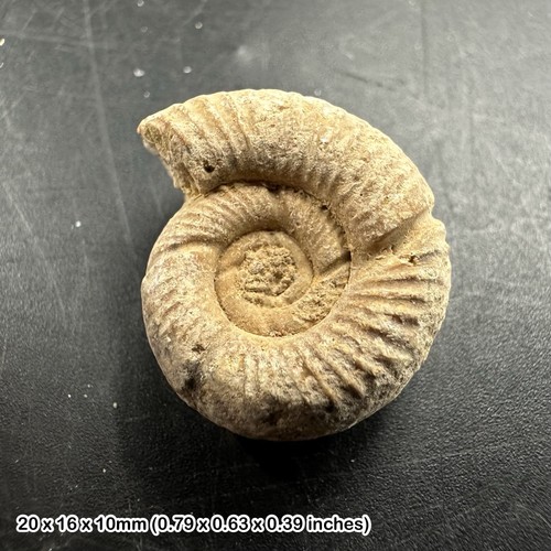 Genuine perisphinctes ammonite - genuine,
