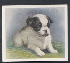 Godfrey Phillips Cigarette Card - Our Puppies - No 29 - Japanese Spaniel (T298)