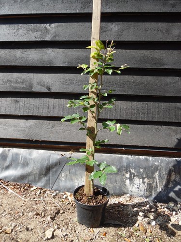 Green beech fagus - green, (fagus