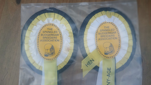 Budgerigar breeder award - budgerigar,