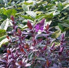 Hebe joan mac plant plugs deep