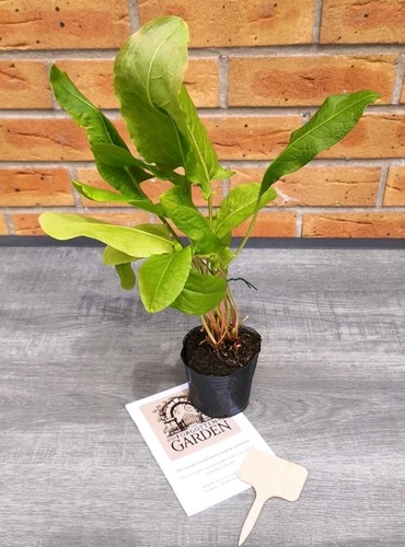 Lemon flavoured leaves - lemon,