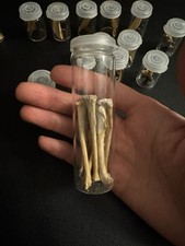 Grey Squirrel Leg Bones