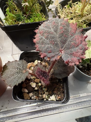 Begonia taconite iridescent - begonia,