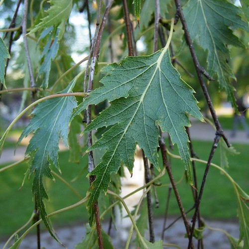 Betula pendula dalecarlica - pendula, |