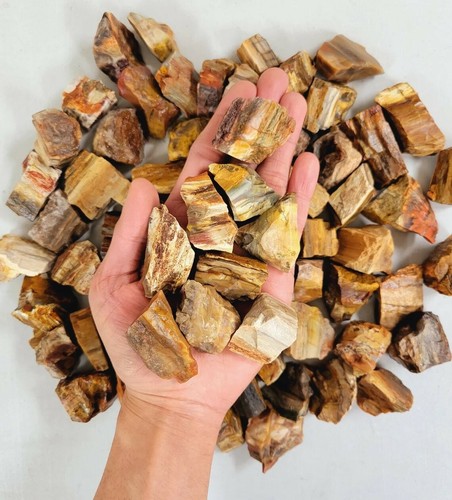 Rough petrified wood crystals - petrified,