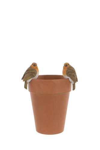 Pair cute robin - pair,