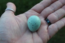 Blue celadon quail - blue,