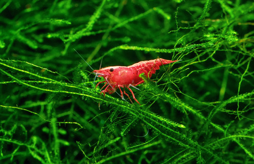 Fire red cherry - red,