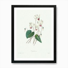 Cyclamen, Pierre Joseph