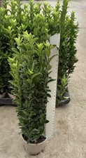 Euonymus japonicus green - euonymus,