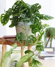 Monstera Monkey Mask (Monstera