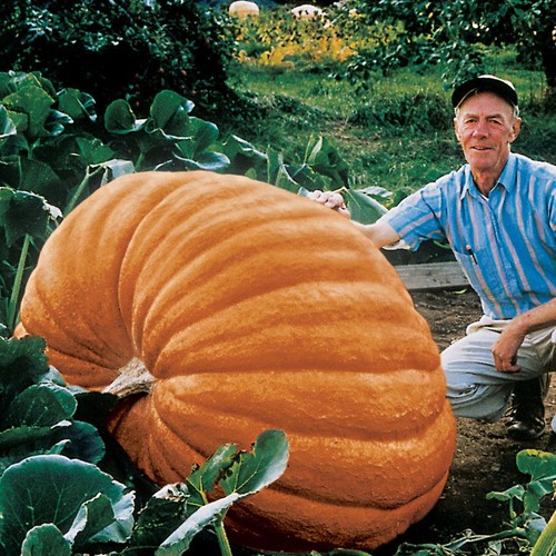 Pumpkin dills atlantic giant - dills,