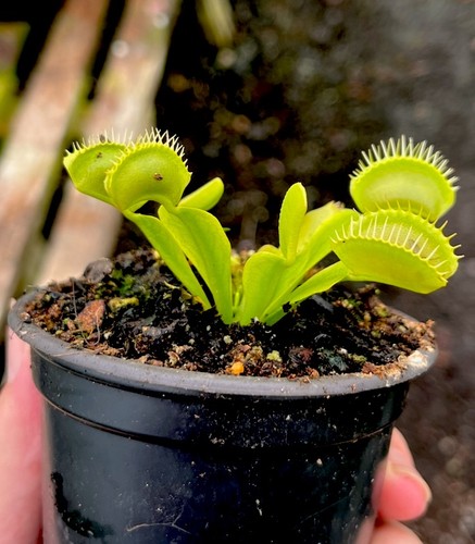 Dionaea muscipula venus - muscipula, (venus