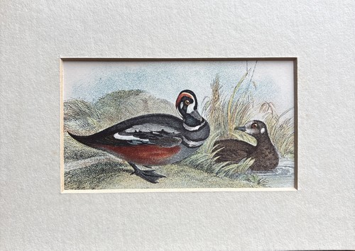 Antique harlequin duck - antique,