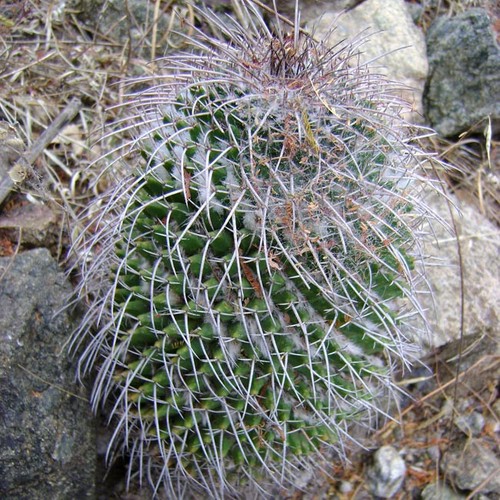 Mammillaria carnea 15 seeds - carnea,