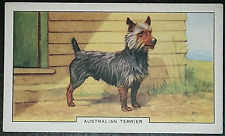 AUSTRALIAN TERRIER  Vintage 1930's Illustrated Dog Card  GE09M