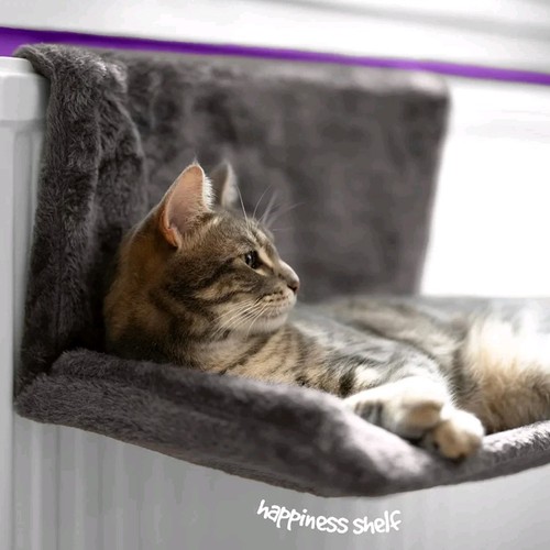 Petlicity cat radiator bed - radiator,