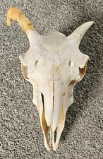 Amazing Sheep Skull taxidermy