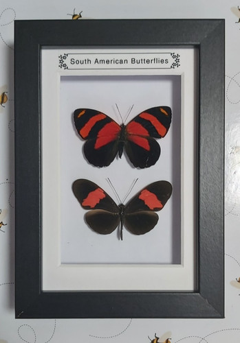 Taxidermy real framed - taxidermy,