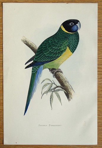 Antique parrot print - print, bauer's