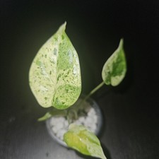 Alocasia Dragon Scale Mint