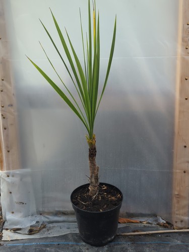 90cm baby cordyline - palm, 5l