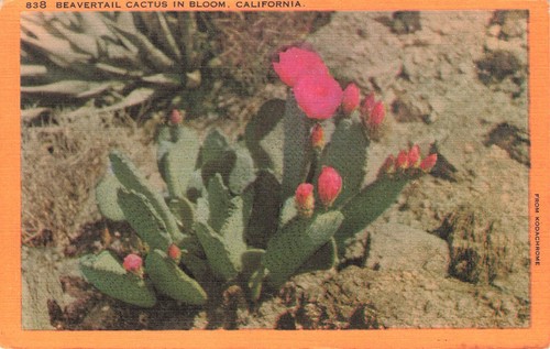 Beavertail cactus bloom - in,