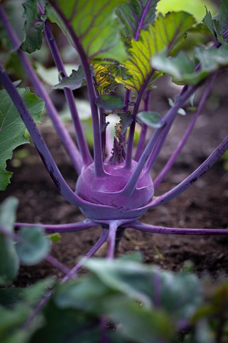 Kohlrabi delicacy purple - 5x,