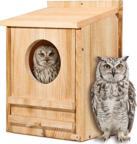 Large barn owl - large,