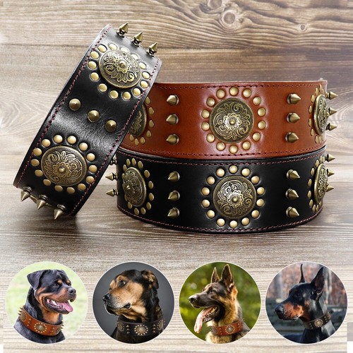 5cm wide spiked - wide, dog