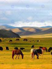 HORSES GRAZING GRASSLAND MOUNTAINS GREEN PHOTO ART PRINT POSTER PICTURE BMP245B