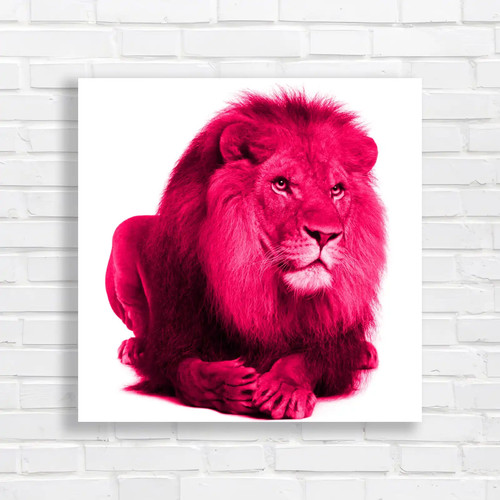 Portrait laying lion square - portrait,