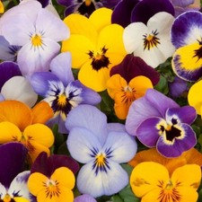  1600 seeds Viola cornuta Bambini mixture+4" FREE PLANT LABEL