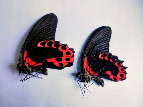 Papilio rumanzovia male a1 - papilio,