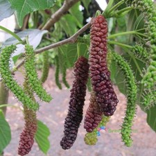 100 Seeds Morus Mulberry Tree