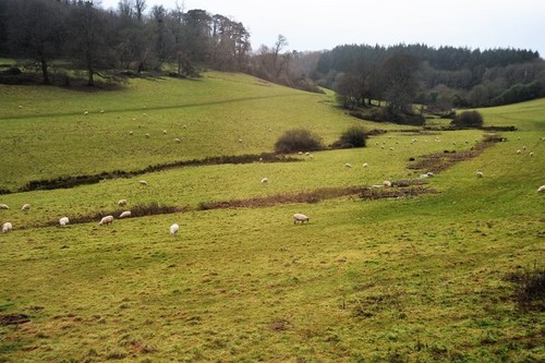 Photo 6x4 sheep grazing - 6x4,