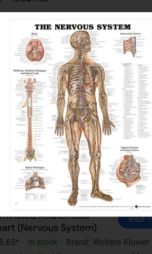 The nervous system - system, anatomical