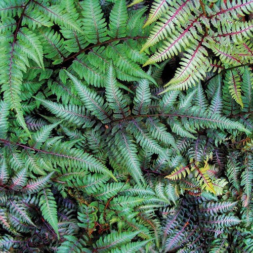 Fern evergreen hardy - fern,