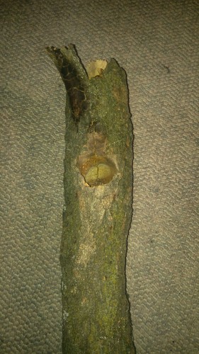 Real genuine woodpecker home - genuine,