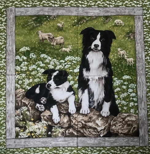 Rare collie dog and puppy - dog,